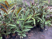 Red Back Ginger Alpinia caerulea foliage — representative species photo; actual 300mm nursery plant varies